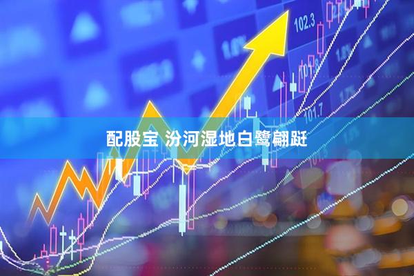 配股宝 汾河湿地白鹭翩跹
